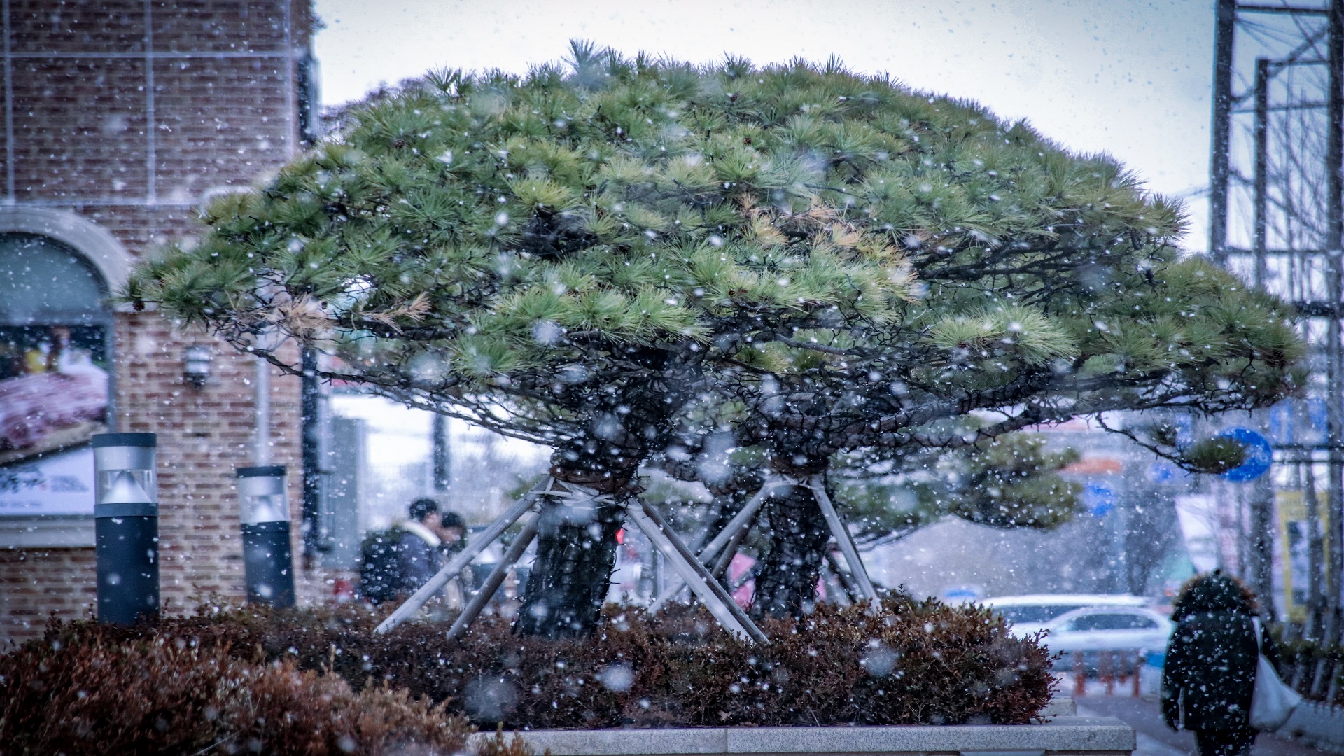 눈, 소나무